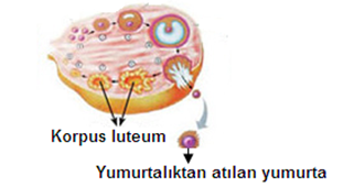 Yumurtalıkta folikül gelişimi ve ovulasyon